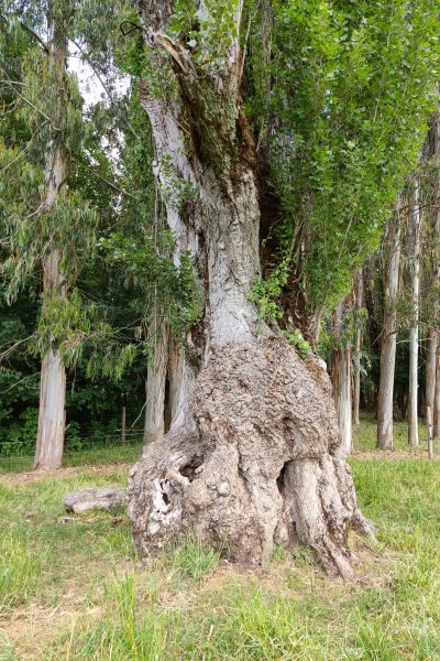 Efectos de un punto cáncer sobre un árbol. Formación de tumores.