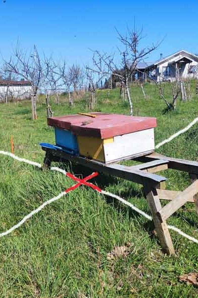 Colmena de abejas en una buena ubicación.  Contrariamente las abejas gustan estar sobre geopatías.
